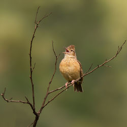 Close-up of bird perching on branch