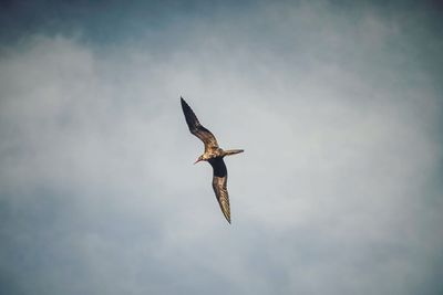 Low angle view of frigate flying in sky