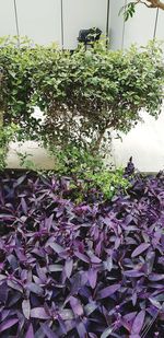 Close-up of purple flowering plants in water