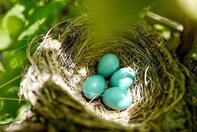 High angle view of turquoise eggs in nest