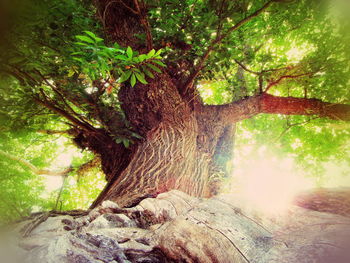 Trees in forest