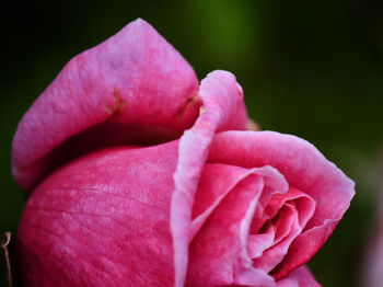 Close-up of pink rose flower