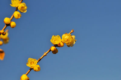 Low angle view of yellow flowering plant against clear blue sky