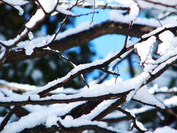 Close-up of frozen tree during winter