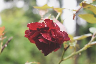 Close-up of red rose on plant