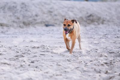 Dog running on beach