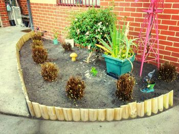 Potted plants in backyard