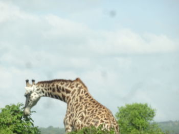 Side view of giraffe against sky