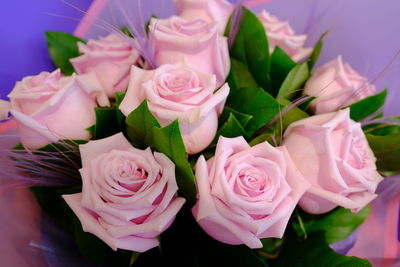 Close-up of pink roses