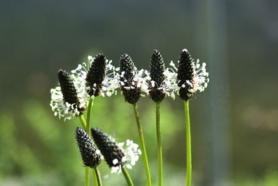 Close-up of insect on flower