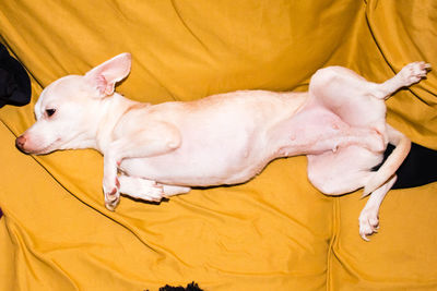 Dog relaxing on blanket