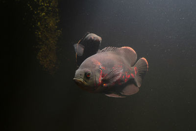 Close-up of fish swimming in sea