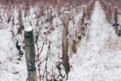 Snow covered land and vineyard. scenic view of vineyard under snow. snow on vineyard. snow on vine