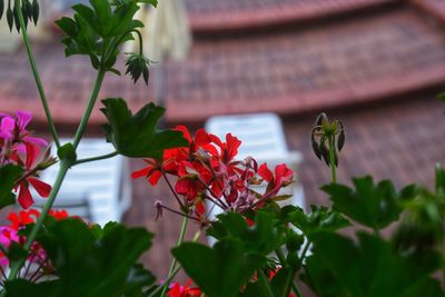 Close-up of red flowering plant