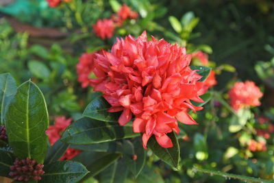 Close-up of red flowering plant