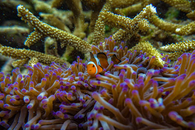 coral of redang