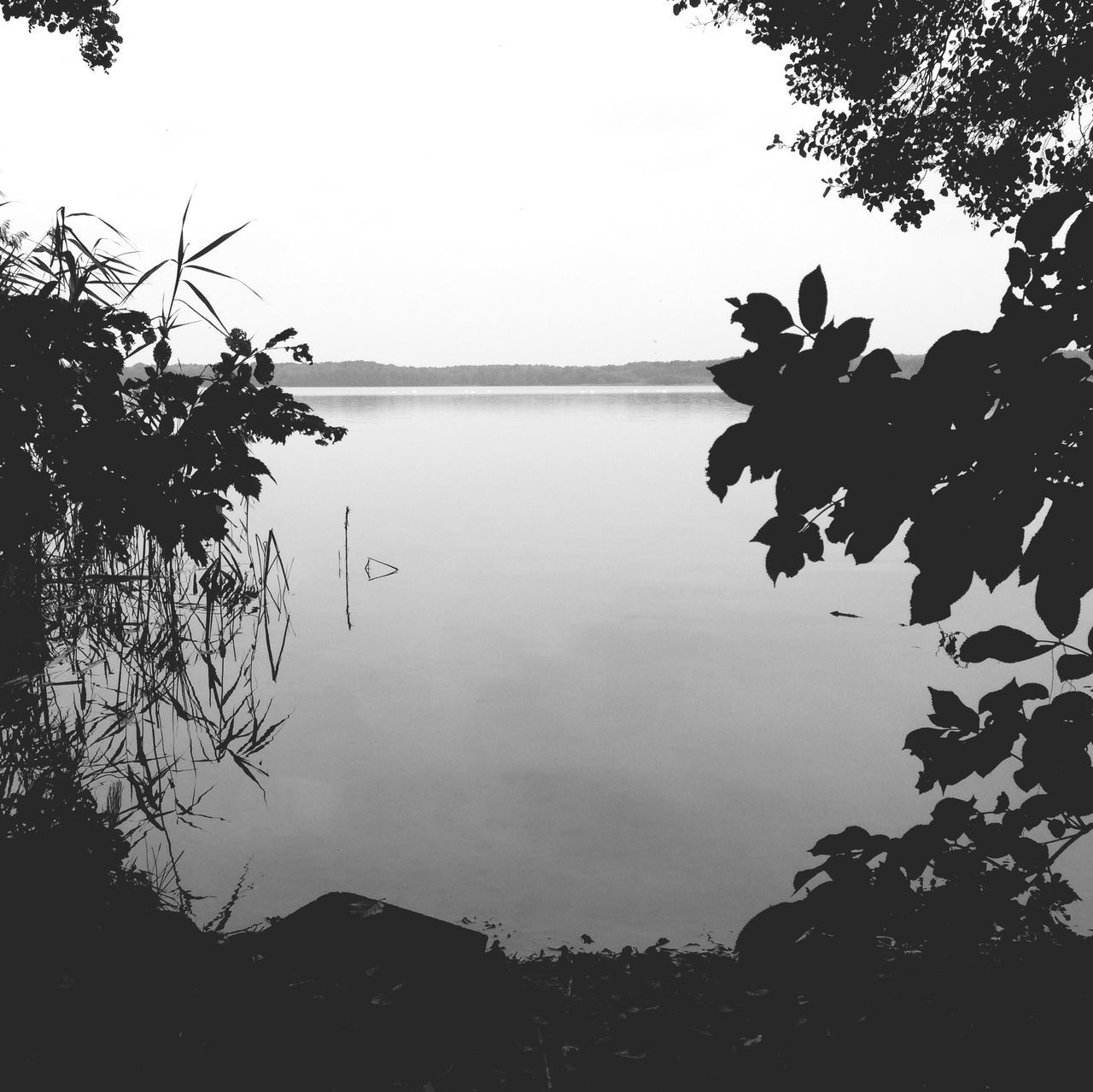 tree, clear sky, water, tranquility, tranquil scene, scenics, beauty in nature, nature, copy space, branch, lake, silhouette, sky, growth, idyllic, reflection, calm, no people, outdoors, horizon over water