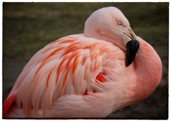 Close-up of bird