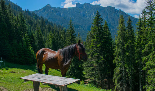 Horse standing by trees on mountains against sky