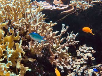 View of fish in sea