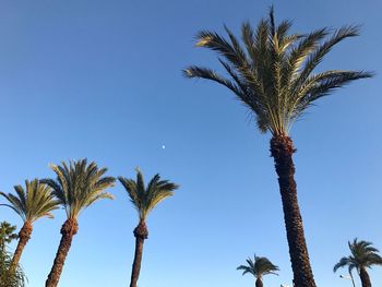 Low angle view of palm trees against clear blue sky