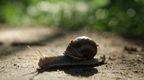 Close-up of snail on land