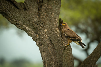 Close-up of bird perching on tree trunk