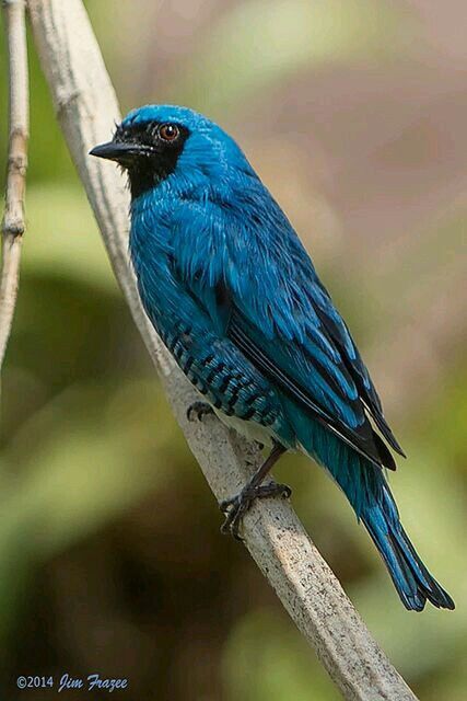 bird, animal themes, one animal, animals in the wild, perching, wildlife, focus on foreground, blue, close-up, beak, parrot, feather, multi colored, nature, peacock, day, outdoors, full length, branch, no people