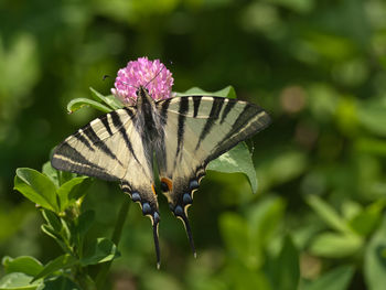 Close-up of butterfly on purple flower