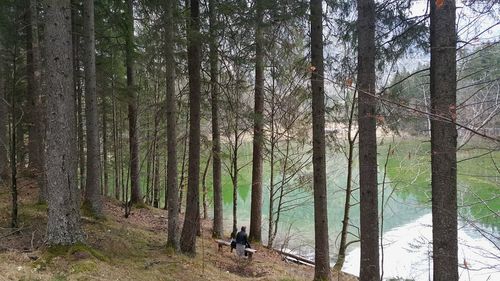 Pine trees in forest against sky