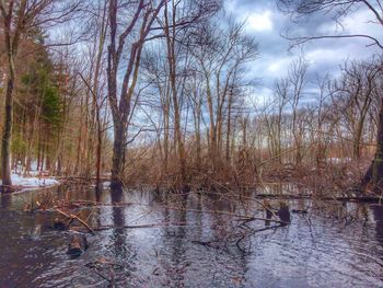 Reflection of trees in lake