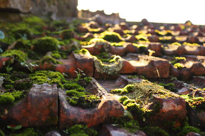 Roof tiles covered in moss