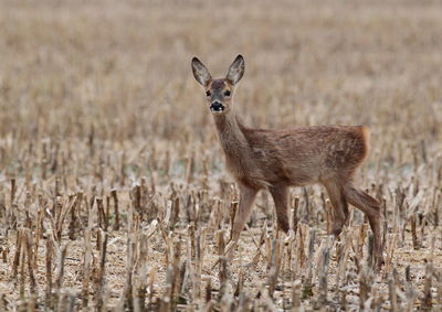 Portrait of deer standing on field