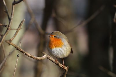 Close-up of bird perching on branch