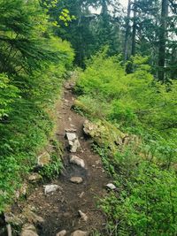 Plants and trees in forest