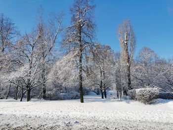 Bare trees on snow covered land against sky