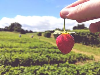 Cropped hand holding strawberry on field