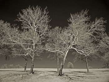 Bare trees against sky at night