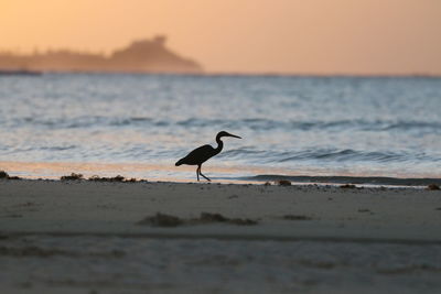 Bird on beach against sky during sunset