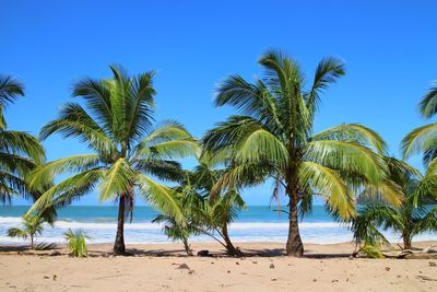 Palm trees on beach against clear blue sky