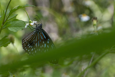 Close-up of butterfly on leaf