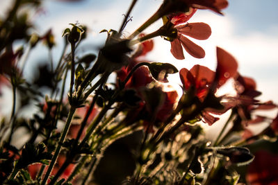 Close-up of red flowers against sky