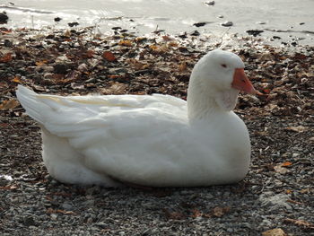 Close-up of swan in lake