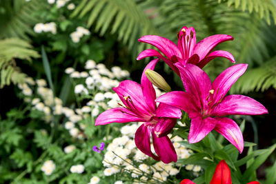 Close-up of pink flowering plant