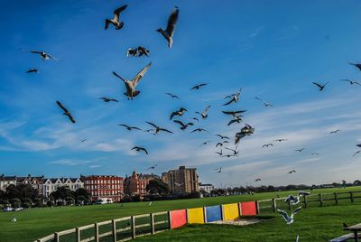 Birds flying over city