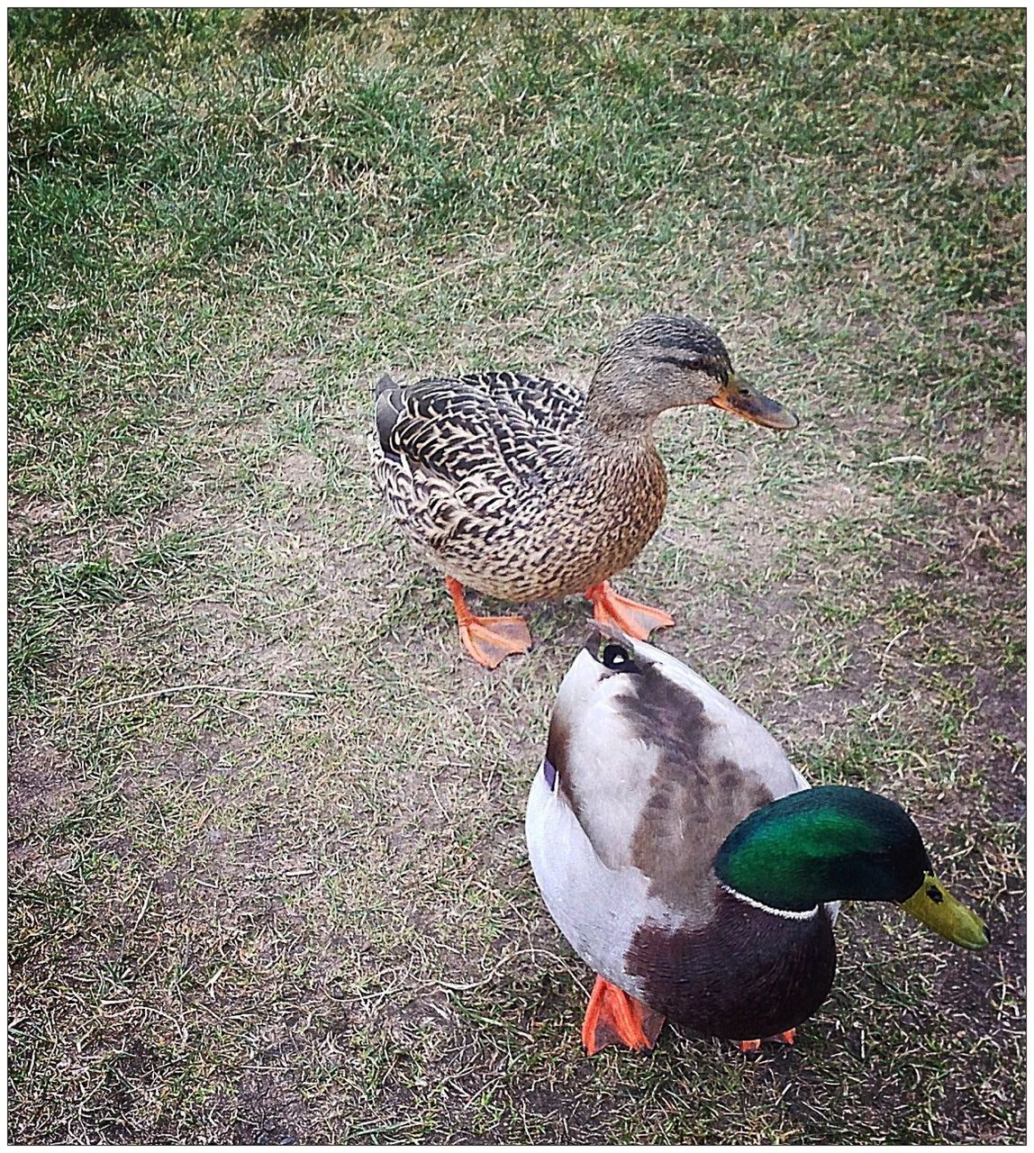 bird, animal themes, animals in the wild, wildlife, one animal, high angle view, pigeon, duck, street, full length, transfer print, outdoors, beak, nature, ground, day, auto post production filter, field, perching, no people