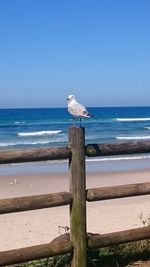 Seagull perching on wooden post in sea against sky