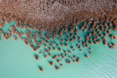 High angle view of plants on land