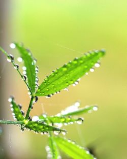 Close-up of water drops on leaf