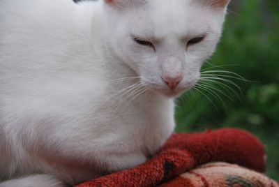 Close-up of cat resting